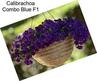 Calibrachoa Combo Blue F1