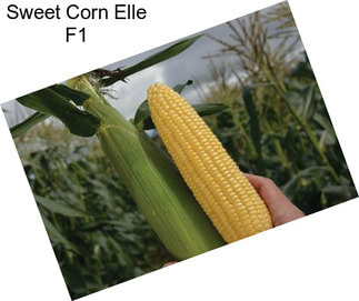 Sweet Corn Elle F1