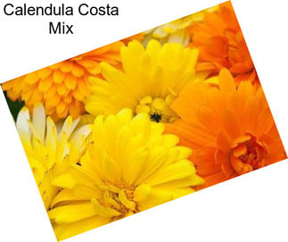 Calendula Costa Mix