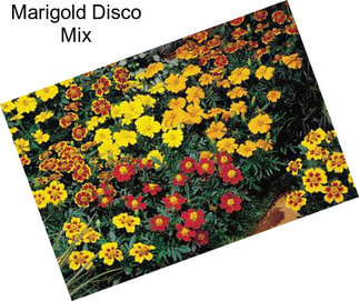 Marigold Disco Mix