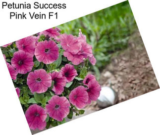 Petunia Success Pink Vein F1