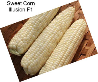 Sweet Corn Illusion F1