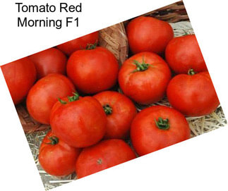 Tomato Red Morning F1
