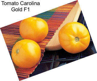 Tomato Carolina Gold F1