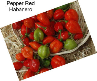 Pepper Red Habanero