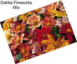 Dahlia Fireworks Mix