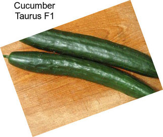 Cucumber Taurus F1