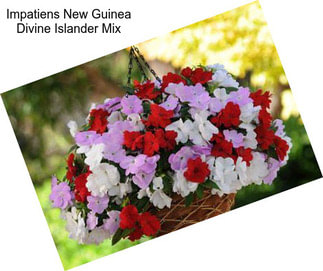 Impatiens New Guinea Divine Islander Mix