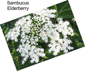 Sambucus Elderberry