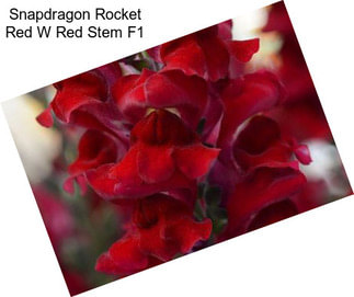 Snapdragon Rocket Red W Red Stem F1