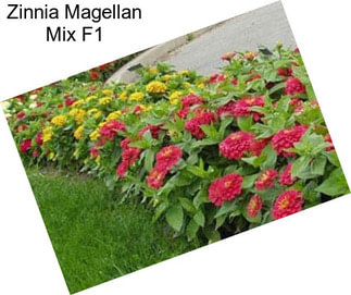 Zinnia Magellan Mix F1