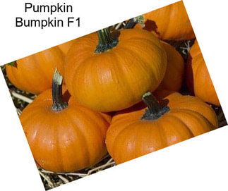 Pumpkin Bumpkin F1