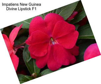 Impatiens New Guinea Divine Lipstick F1