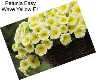 Petunia Easy Wave Yellow F1