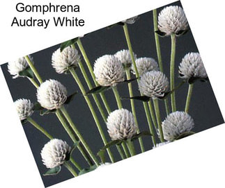 Gomphrena Audray White