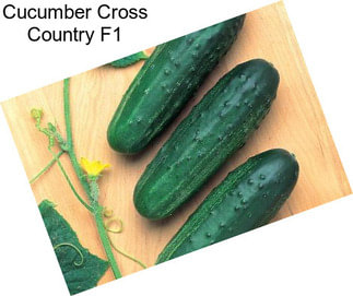 Cucumber Cross Country F1