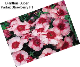 Dianthus Super Parfait Strawberry F1