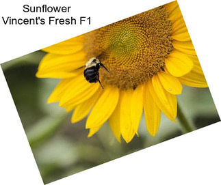 Sunflower Vincent\'s Fresh F1