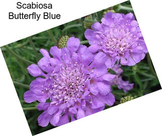 Scabiosa Butterfly Blue