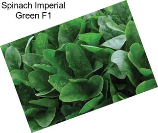 Spinach Imperial Green F1