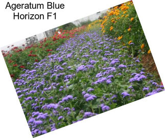 Ageratum Blue Horizon F1