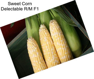 Sweet Corn Delectable R/M F1