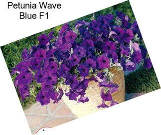 Petunia Wave Blue F1
