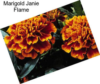 Marigold Janie Flame
