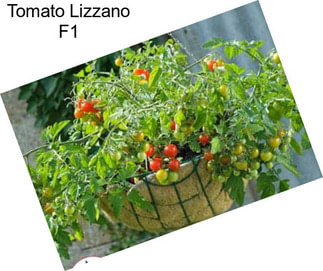 Tomato Lizzano F1