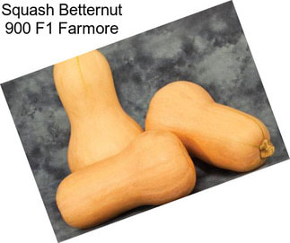 Squash Betternut 900 F1 Farmore