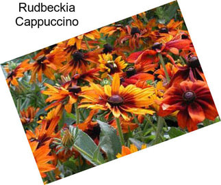 Rudbeckia Cappuccino