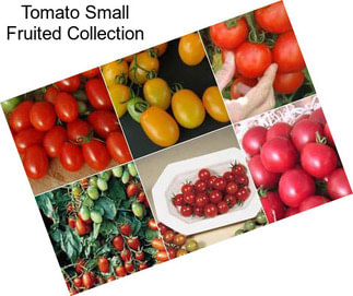 Tomato Small Fruited Collection