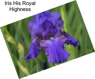 Iris His Royal Highness