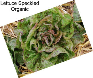 Lettuce Speckled Organic