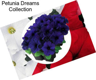 Petunia Dreams Collection