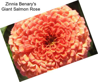 Zinnia Benary\'s Giant Salmon Rose