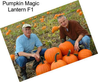 Pumpkin Magic Lantern F1