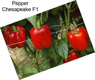 Pepper Chesapeake F1