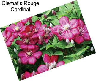 Clematis Rouge Cardinal