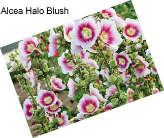 Alcea Halo Blush