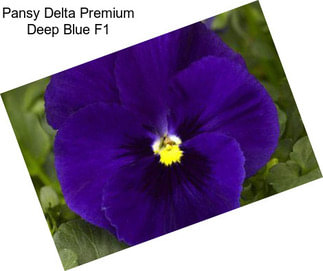 Pansy Delta Premium Deep Blue F1