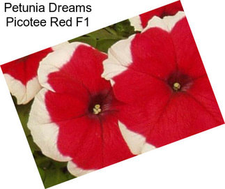 Petunia Dreams Picotee Red F1