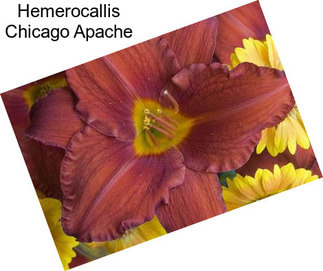 Hemerocallis Chicago Apache