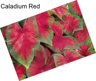 Caladium Red