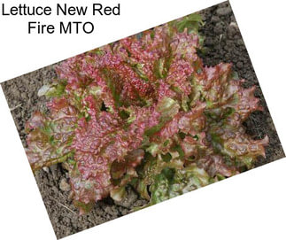 Lettuce New Red Fire MTO