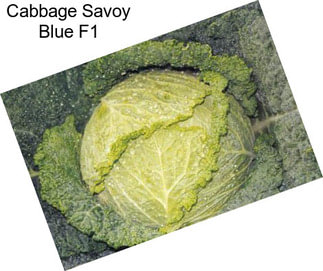 Cabbage Savoy Blue F1