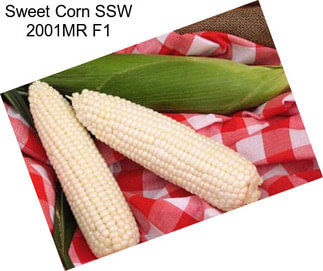 Sweet Corn SSW 2001MR F1