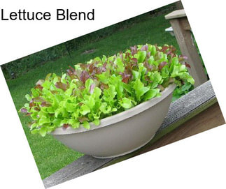 Lettuce Blend