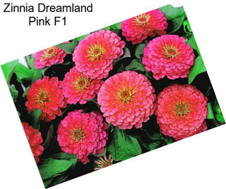 Zinnia Dreamland Pink F1