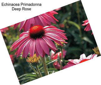 Echinacea Primadonna Deep Rose